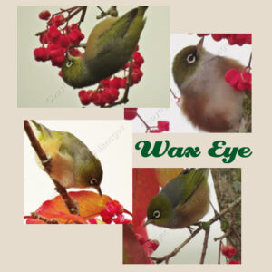 Wax Eye's  Design