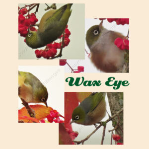 Wax Eye's  Design