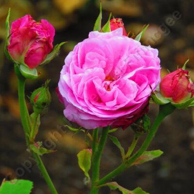 Pink Rose Thumbnail