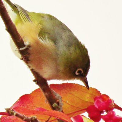 lockdown20 116 Thumbnail