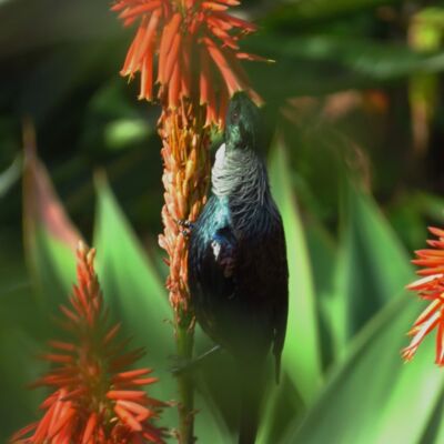 IMG 3487  2  Thumbnail